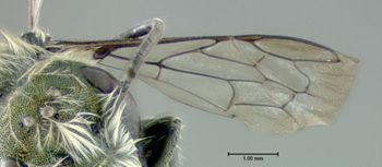 Media type: image;   Entomology 610959 Aspect: front wing